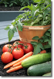 Organic Vegetable Gardening