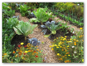 Companion Planting Vegetable Garden Layout