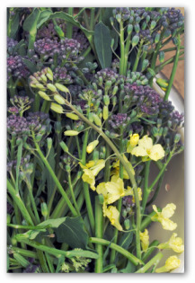 purple broccoli and flowers