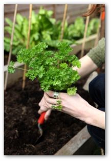 gardener planting a parsley plant in a patio vegetable garden