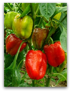 planting peppers in an ornamental garden