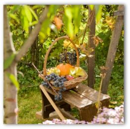 plan a vegetable garden