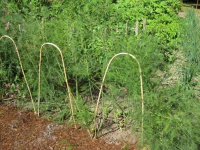 Growing Asparagus in my Garden
