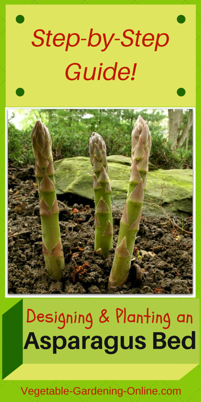 How to Plant Asparagus in Your Backyard Garden