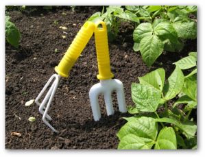 young green bean plants growing in garden