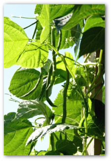 green beans growing on a pole