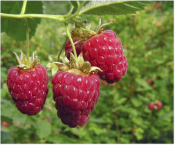 Ripe Raspberries Growing in the Garden