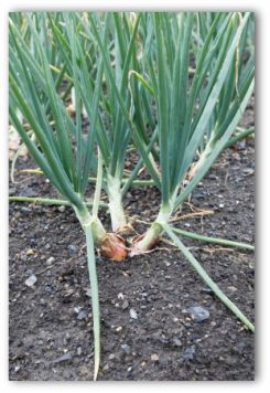 planting shallots