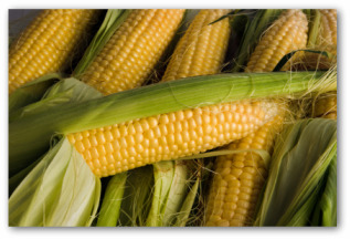 freshly picked ears of sweet corn from the garden