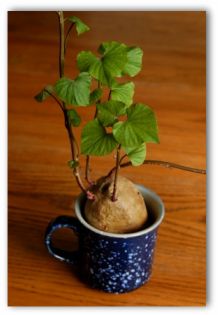 sweet potato growing in a cup