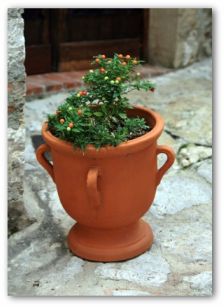 potted plant