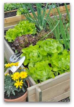 vegetable garden