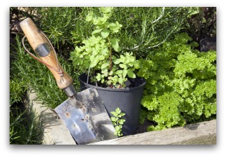 sage, parsley, oregano raised bed herb garden
