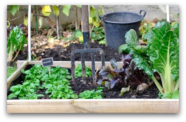 beginner vegetable garden