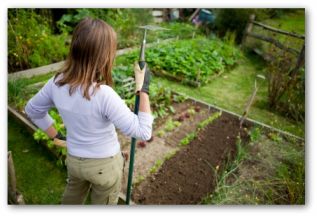 Raised Bed Vegetable Garden