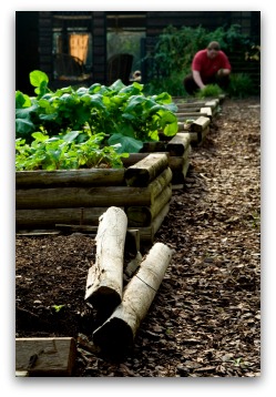 raised bed beginner vegetable garden