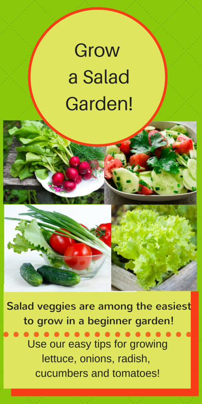 salad veggies vegetable garden idea