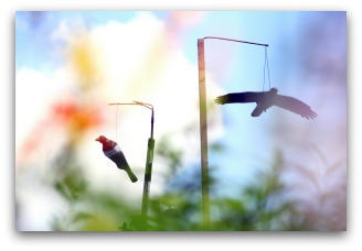 Try Hanging "Scare Birds" to Keep other Birds from Your Blueberries