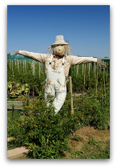 vegetable garden scarecrow idea