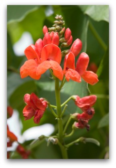 Ornamental Scarlet Runner Bean Blossoms