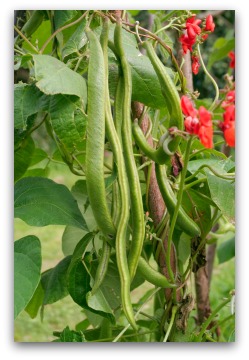 scarlet runner beans and blossoms