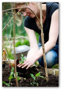 gardener planting a plant in a container garden