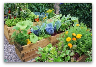 planning a raised bed vegetable garden