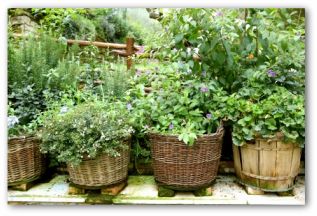 Containers Of Herbs And Plants In A Small Vegetable Garden