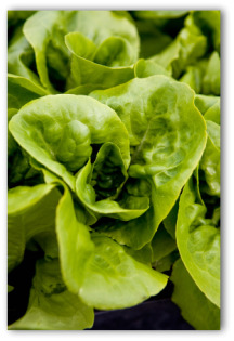 fresh spinach plants