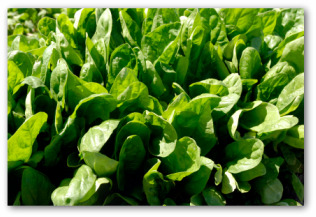 spinach plants growing outside