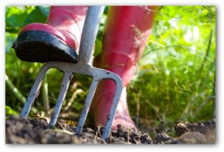 gardener stepping on a pitch fork in a garden