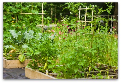square foot gardens examples