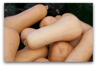 butternut winter squash harvest