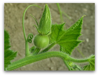 baby acorn squash forming on the vine