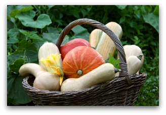 winter squash harvest from the garden