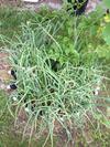  Shallots Growing in Recycled Tire Container Garden