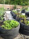 Henry's Recycled Tire Garden