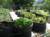 Recycled Tire Garden Ideas