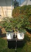 Aeroponics Chambers Cherry Super Sweets