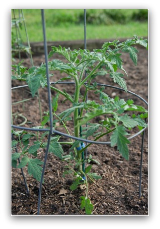 tomato plant growing in cage