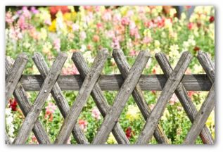 recycled wood lattice vegetable garden fencing