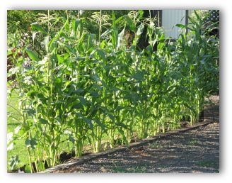 vegetable garden