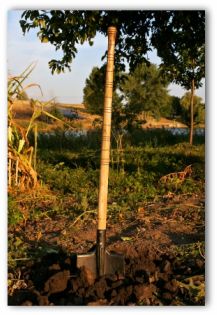 vegetable garden ideas