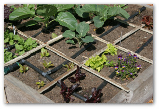 raised bed vegetable garden with irrigation drip system built in