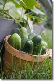 freshly picked cucumbers in a basket