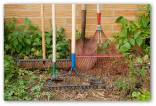 Vegetable Garden Planting