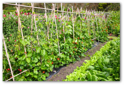 Vegetable Gardening Plans & Designs for an Indoor or Outdoor Garden