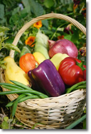 vegetable gardening planting times