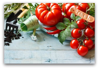 fresh tomatoes from the garden