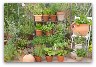 vertical vegetable gardening in containers
